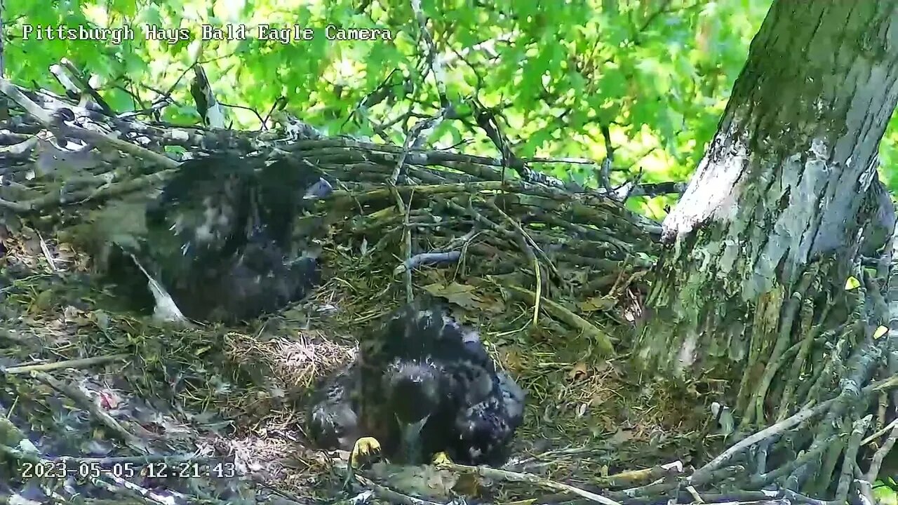 Hays Eagles H20 having another fish snack, holds fish down with a foot! 05-04-2023 12:20pm