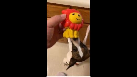 Princess and the lion