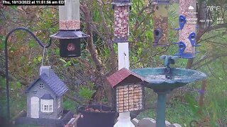 Florida Bird Feeder Live Camera HD