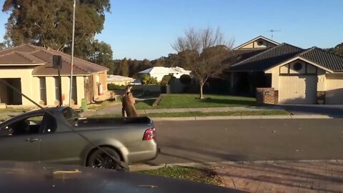 wild kangaroo street fight Aussie style-2