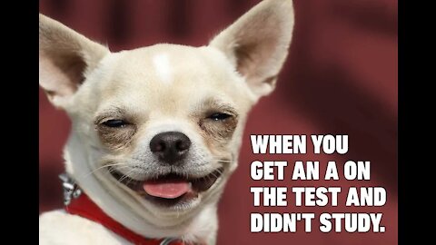 Funny_Dogs_Reaction_To_Vet_😆_You'll_LAUGH_more_than_you_should!