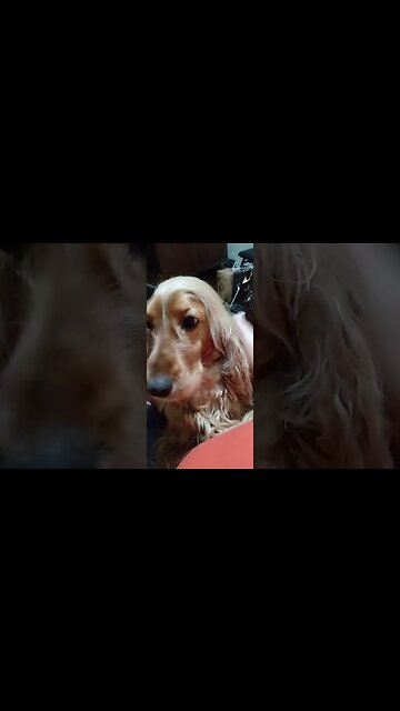 #dogshow, #amimals, #dogs, #shorts