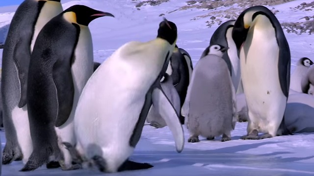 Penguin Fail - Best Bloopers from Penguins Spy in the Huddle