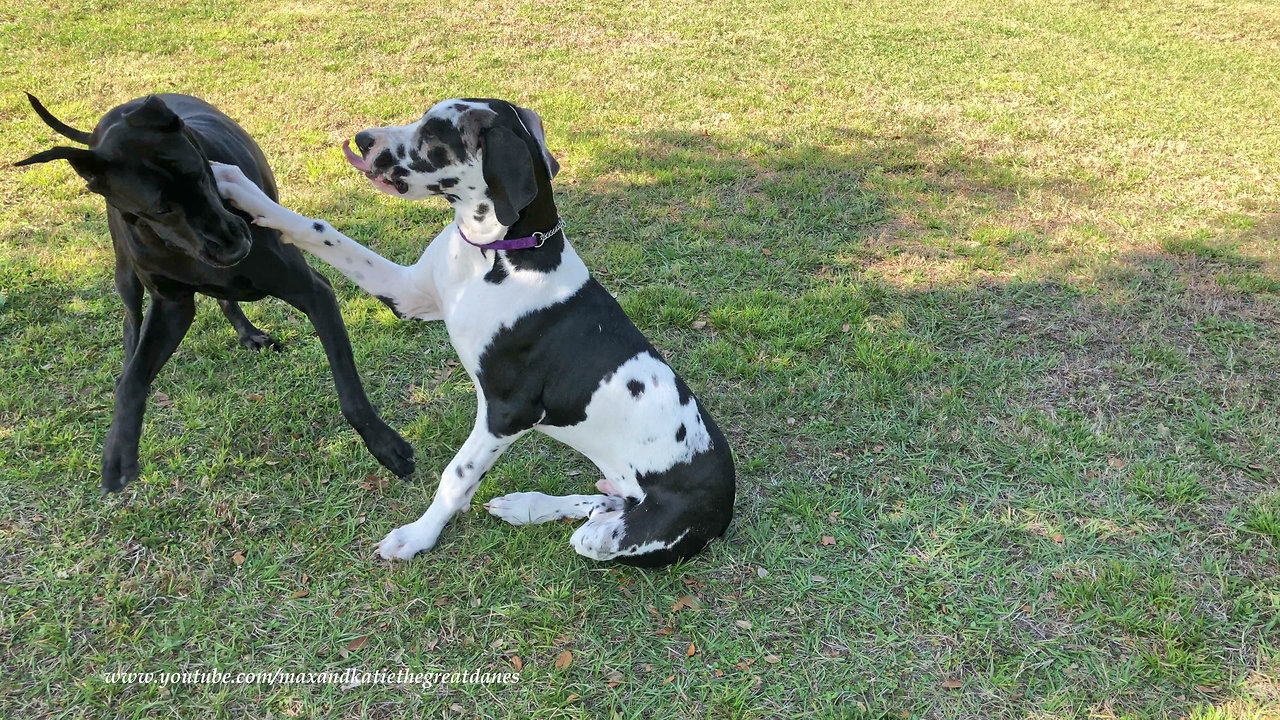 Energetic Great Danes Love to Play Jolly Ball Tag