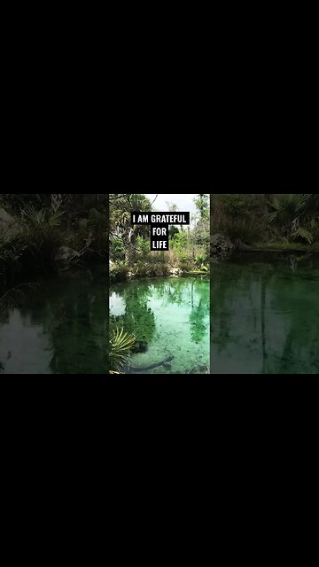 I AM GRATEFUL🙏MOTIVATION #shortsfeed #spiritualawakening #gratitude #goodvibes #motivationalshort
