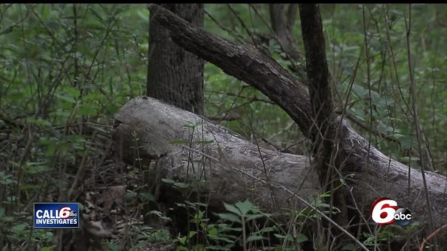 Who maintains city parks?