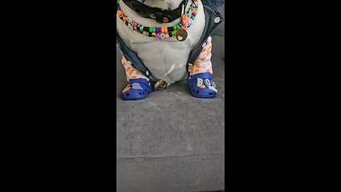 Cute dog 🐶