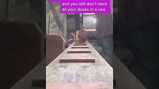 PLAYING CAT VIDEO MEAWWW