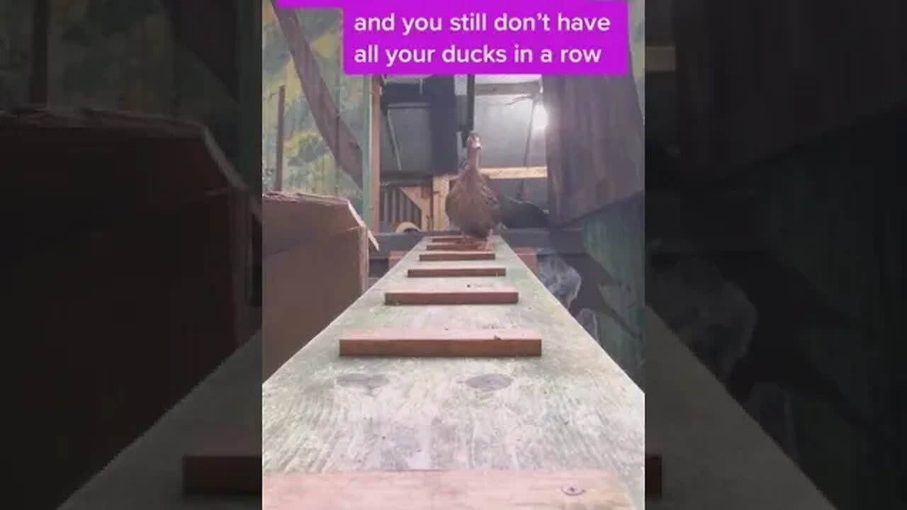 PLAYING CAT VIDEO MEAWWW