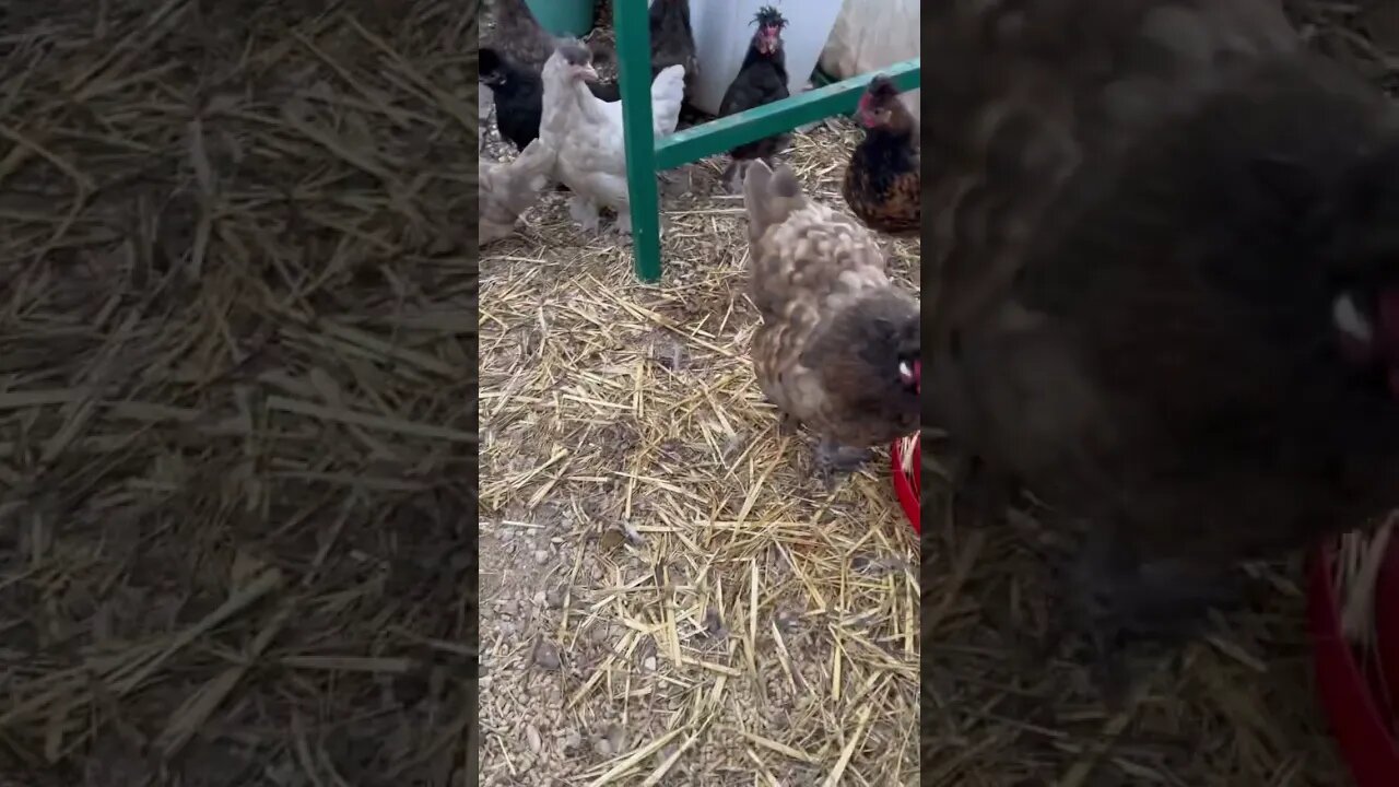 Almost time to join the flock! #farmlife #cute #chicks #chickens