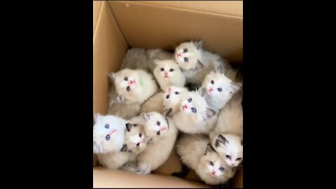 Many little cats in box
