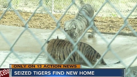 Tigers seized in Nye County find new home