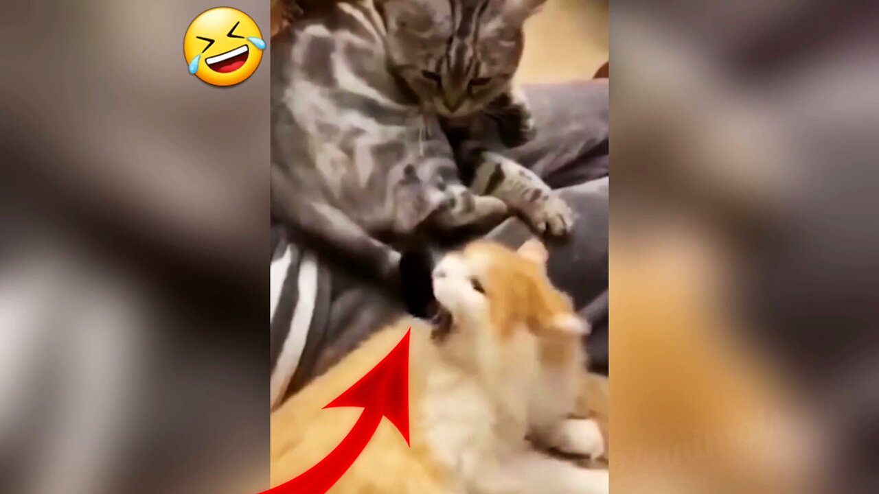 Funny And Cute Animals 🦧😝 Funniest Cats and Dogs Funny Moments 🤣 Funny Animals