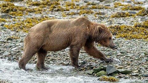 Brown Bear Crossing Stream, Sony A1/Sony Alpha1, 4k