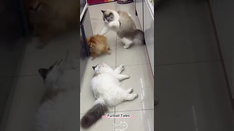 Cats vs Dogs: The Ultimate Slap Showdown