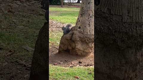 Squirrel 🐿 Enjoying Hos Picnic In The Park