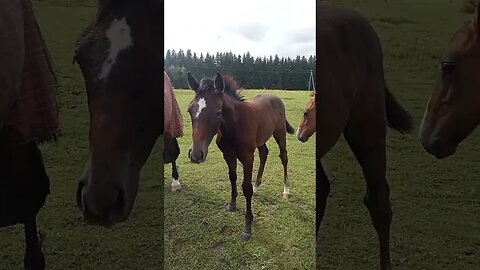 irgendwo in Litauen #shorts follow me