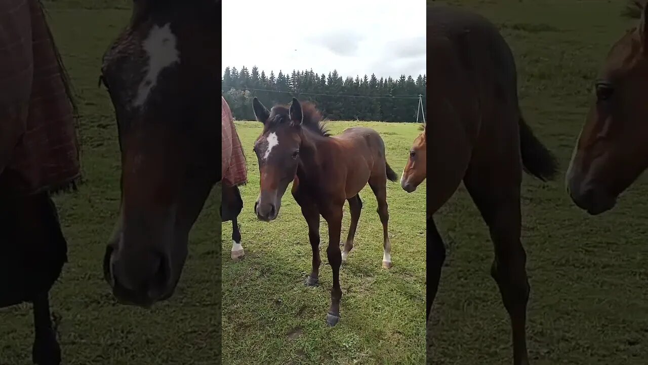 irgendwo in Litauen #shorts follow me