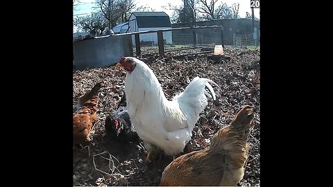 Oklahoma Chicken Cam