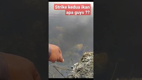 BUSET ! Ikan apa ini ?? mancing dekat muara dapat baby GT strikenya nggak masuk akal - DLO Explorer