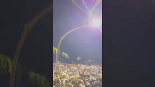 #youngdolph #arkansas #tennessee #memphis