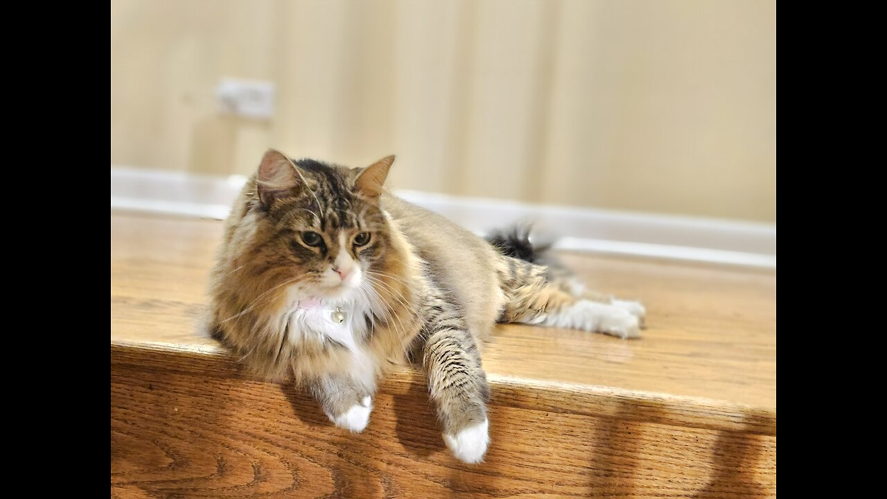 Petunia The Norwegian Forest Cat Relaxing On A Rainy Fall Day