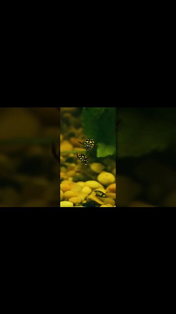 Aquatic Insects MACRO video UNDER WATER 🪲💦