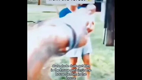 The Screaming noises