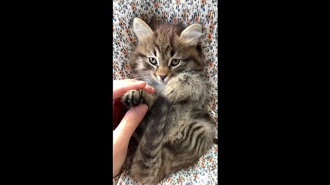 Cute & Funny Kitty