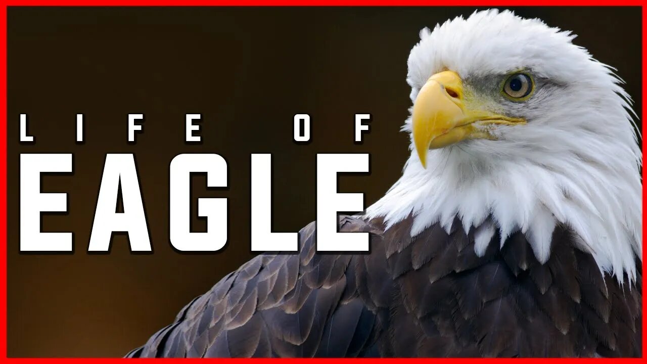 LIFE OF EAGLE | FACTS ABOUT EAGLE | EAGLE | ANIMAL | NATURE