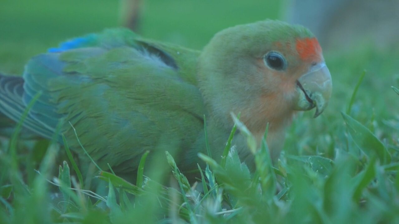 Get Better CUTE PAROT Results By Following 3 Simple Steps