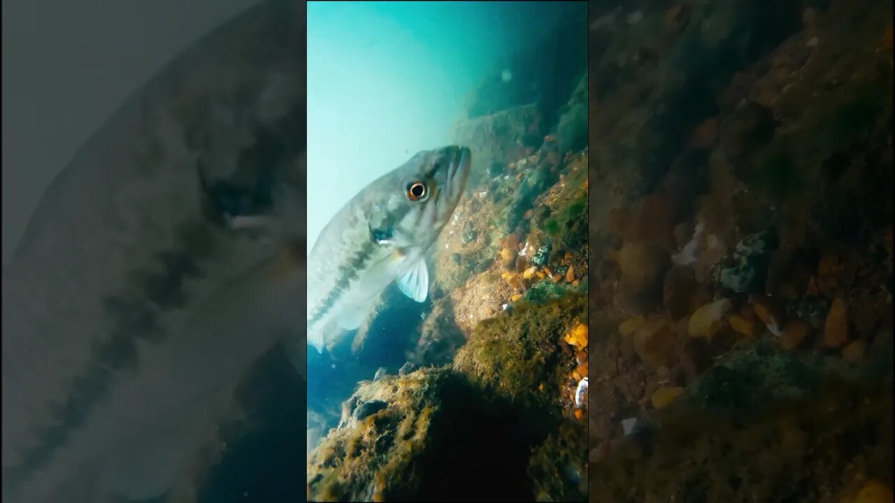 Bass Fingerlings in the Tennessee River