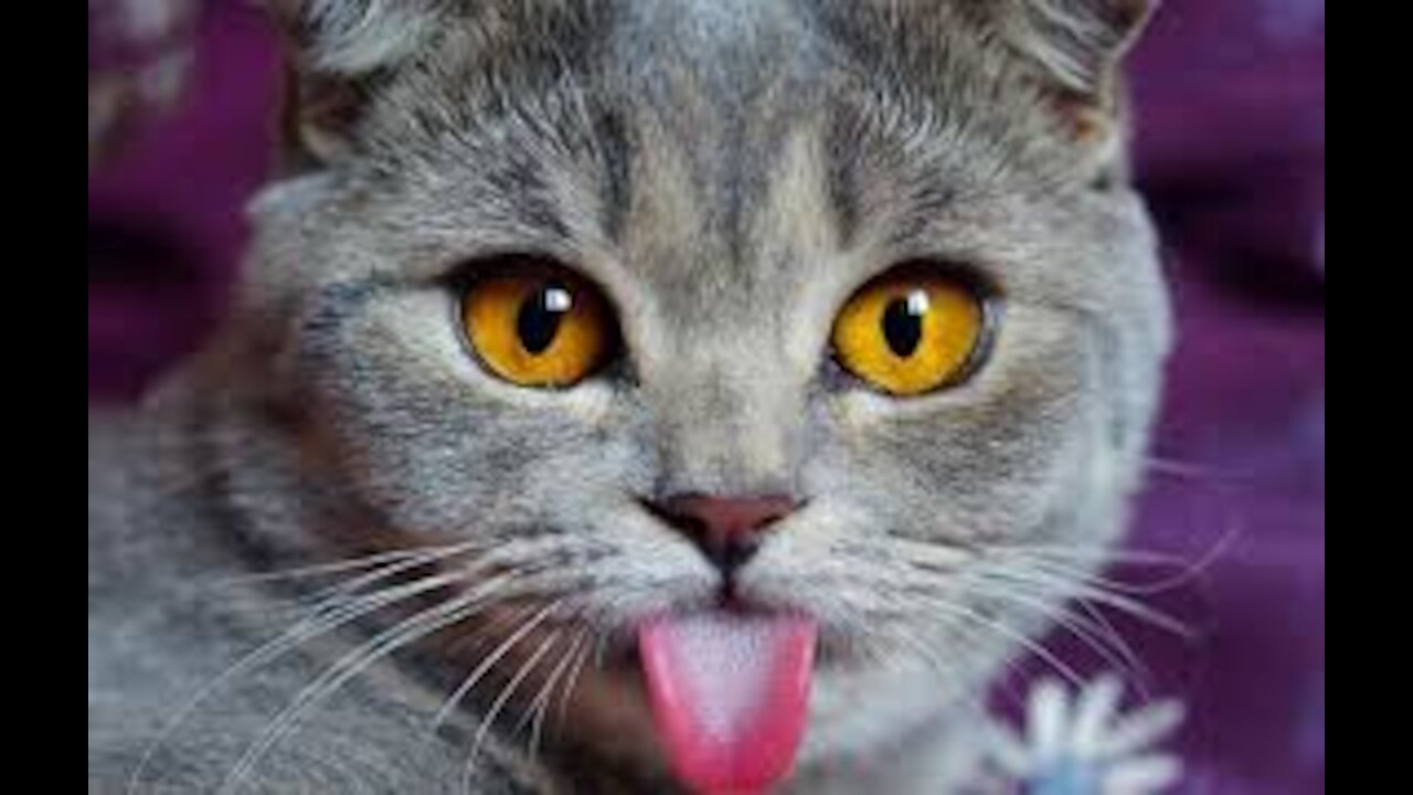 Love Animal Cute Pets And Funny Animals