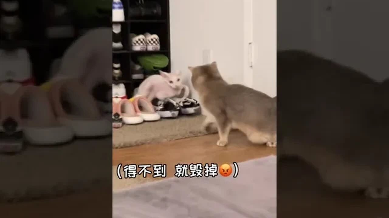 CAT VIDEO
