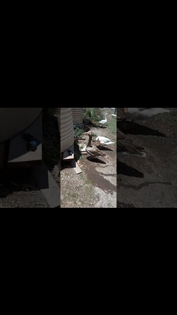 Goslings in the water 29th October 2022