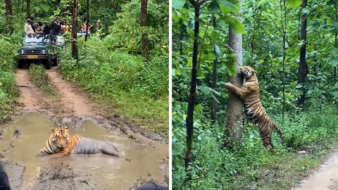 Awesome Safari Footage Captures Tiger Relaxing On The Road