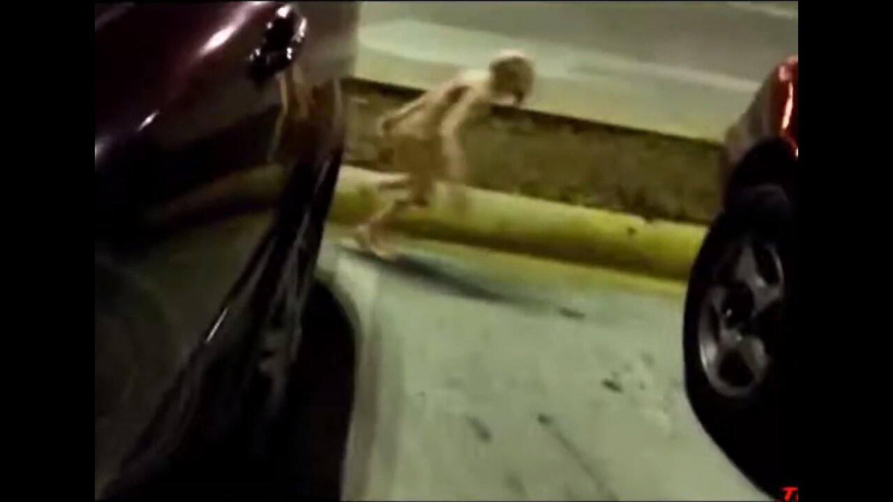 5 STRANGE CREATURES (Gnomes, Trolls & Leprechauns) Caught On Camera.