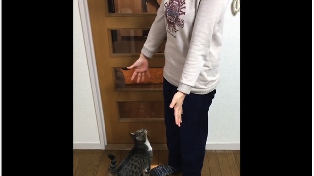 Cat Jumps High Up To Hug Owner