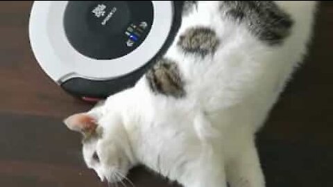 Un chat fan des massages de son Roomba!