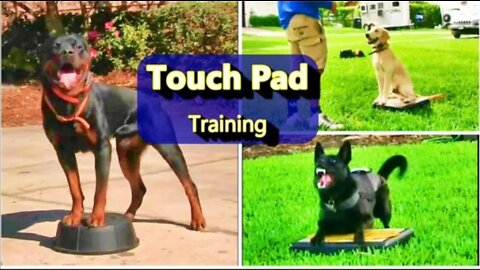 EVERYONE NEEDS THIS DOG TRAINING SKILLS TOUCH PAD TRAINING.