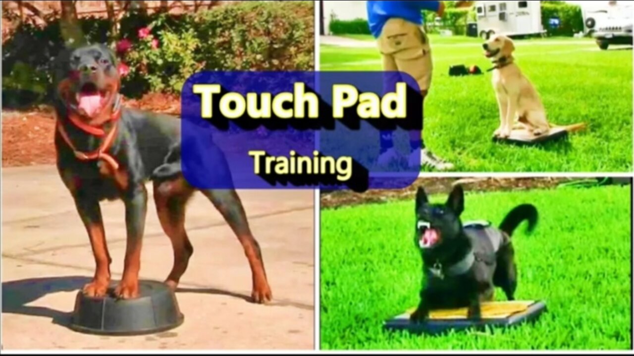 EVERYONE NEEDS THIS DOG TRAINING SKILLS TOUCH PAD TRAINING.