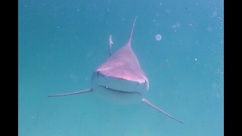 Sharks Bump My GoPro in Destin