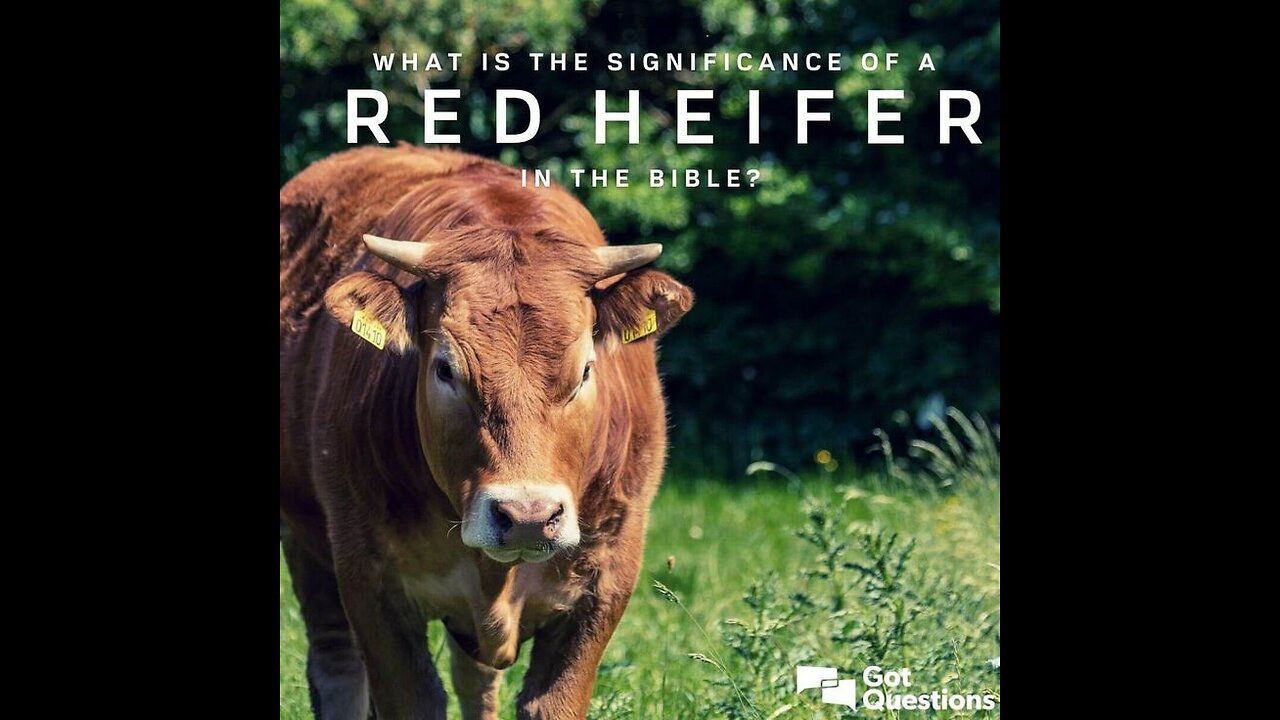 Red heifers