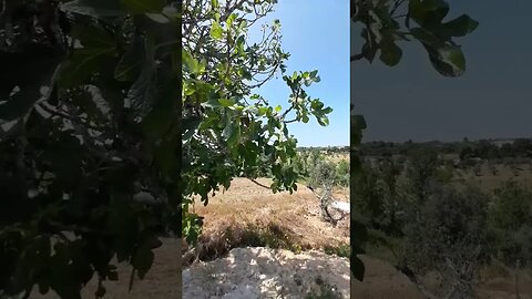 The sound of wind on a fig tree. #offgrid #rvlife