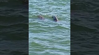 These dolphins came to say hi #shorts