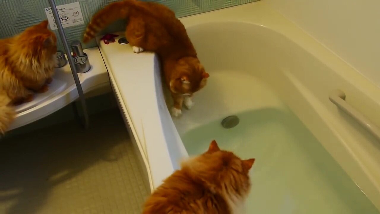 Epic Cats Hate Falling in Water