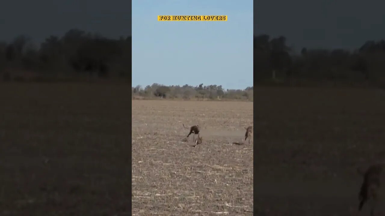 Greyhounds chasing Hare | galgos y liebres 🐇|赛狗和野兔 | السلوقي يطارد الارنب | ग्रेहाउंड और खरगोश