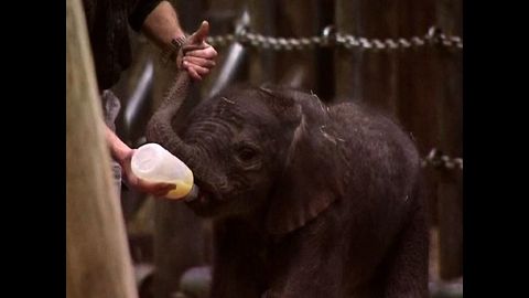 Baby Elephants From Wuppertal