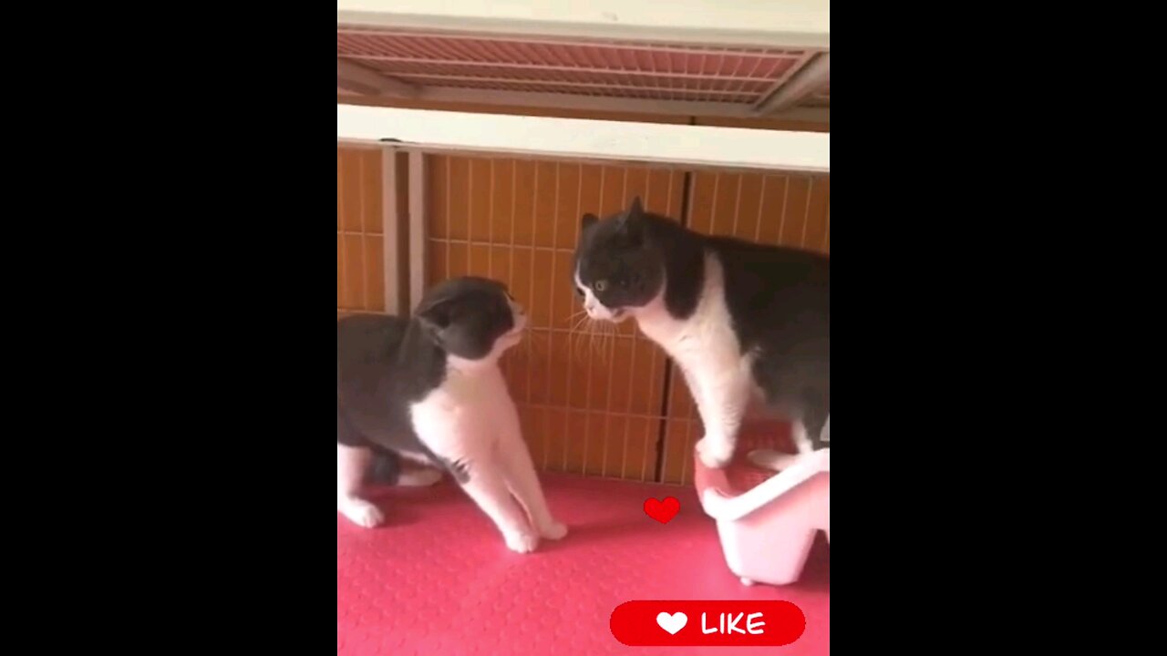 Funny*cat*meow*original*Amazing*sound*😱