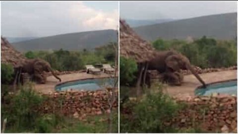 Elefante invade hotel para beber água da piscina